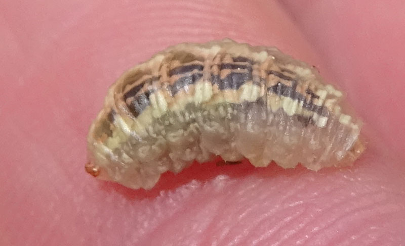 larva di Syrphidae....?